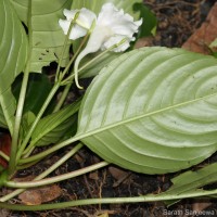 Impatiens grandis B.Heyne